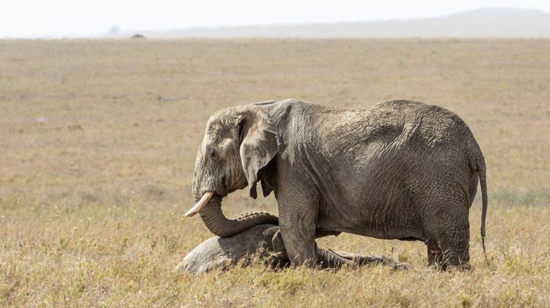Elephant touching dead