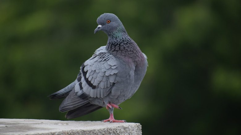 Pigeon standing on concrete