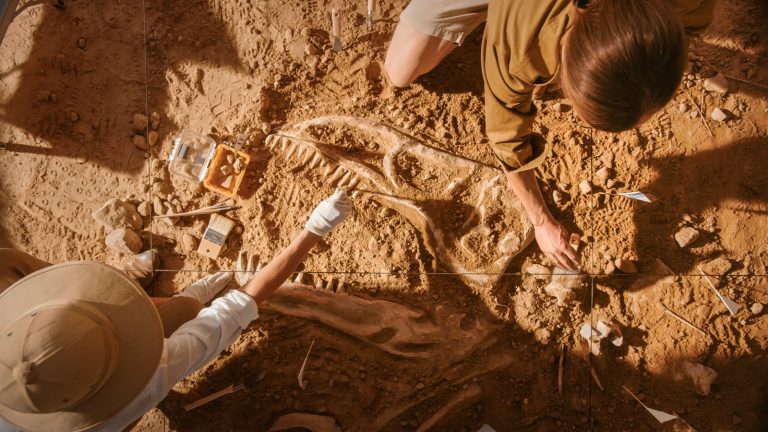 Ce que les intestins fossilisés d'un dinosaure disent des autres
