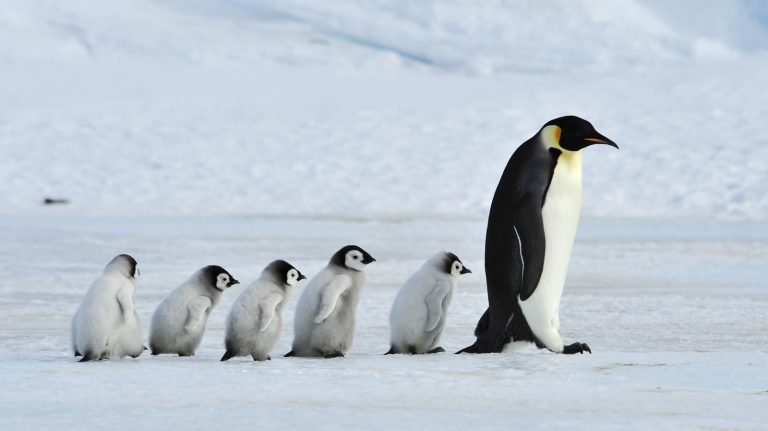 Colonne de Pingouins en Antarctique Vue d'Espace pour la Première Fois