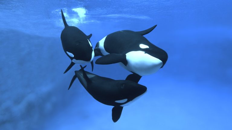 Mères orques privilégient leurs fils, voici pourquoi