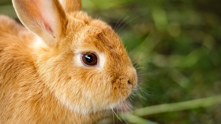 Pourquoi les lapins ne peuvent pas vomir Explications scientifiques