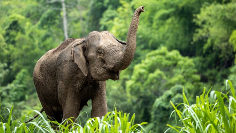 Pourquoi les éléphants sont un symbole de chance dans le monde