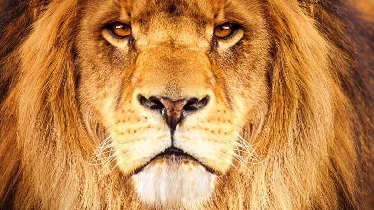 Effets du Catnip sur Lions et Jaguars Explorés