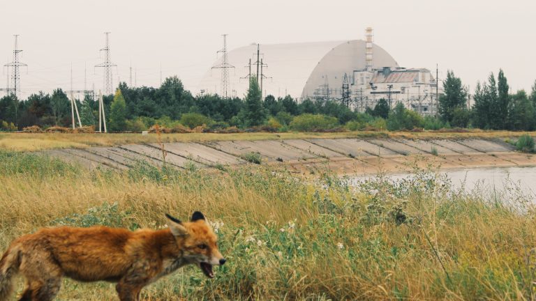 La Vérité sur la Faune de Tchernobyl Découverte