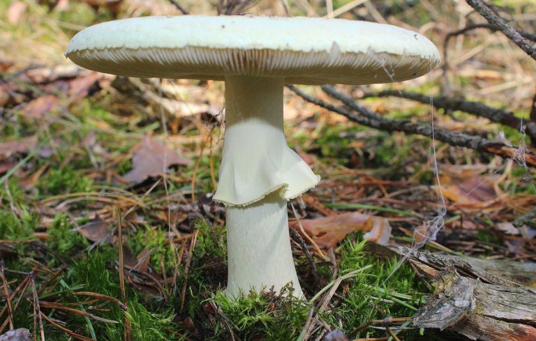 Australienne jugée pour empoisonnement avec champignons mortels