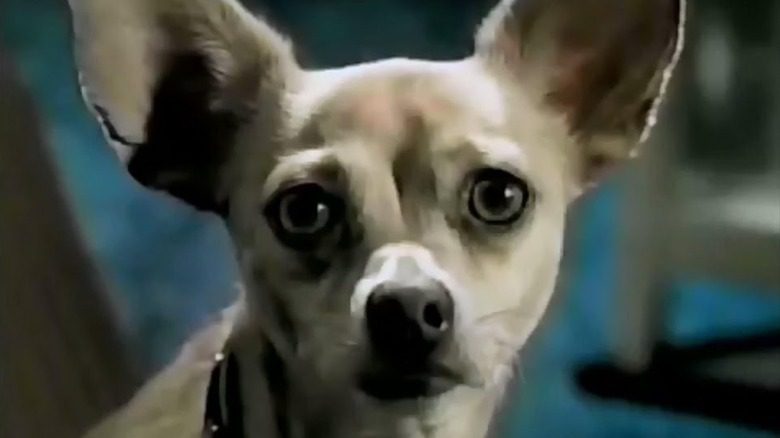 Le Chihuahua de Taco Bell étant jugé raciste