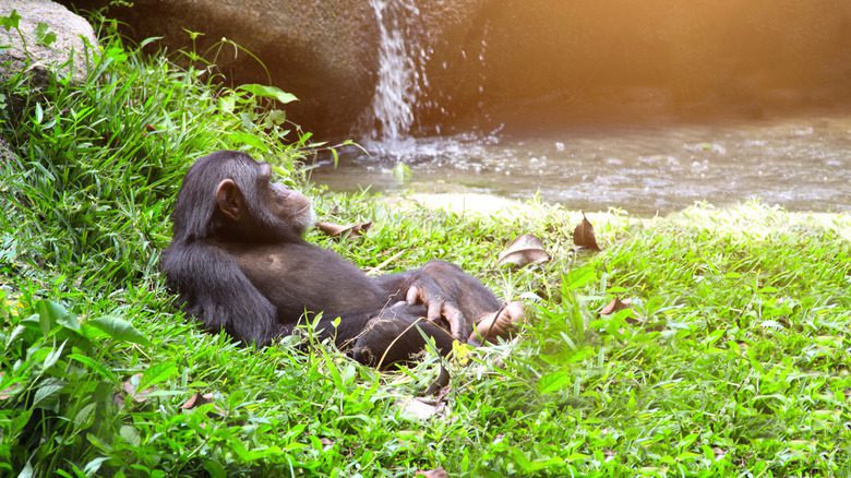 Chimpanzé près d'une cascade