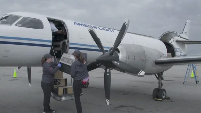 Des bénévoles chargent un porteur d'animaux dans un avion affrété