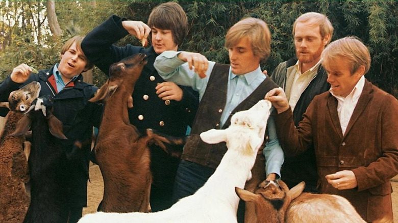 The Beach Boys feeding a herd of goats