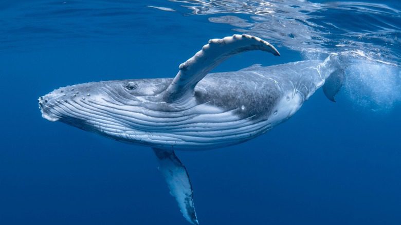 Baleine à bosse nageant dans l'océan