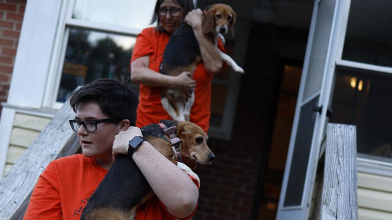 Volontaires portant des beagles sauvés