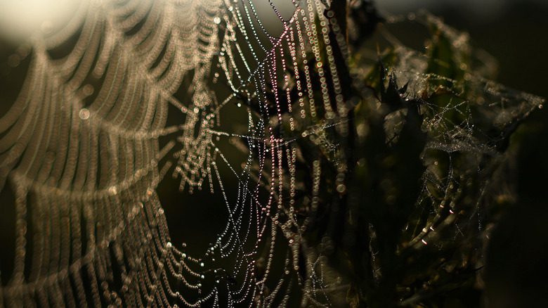 toile d'araignée sur fond noir