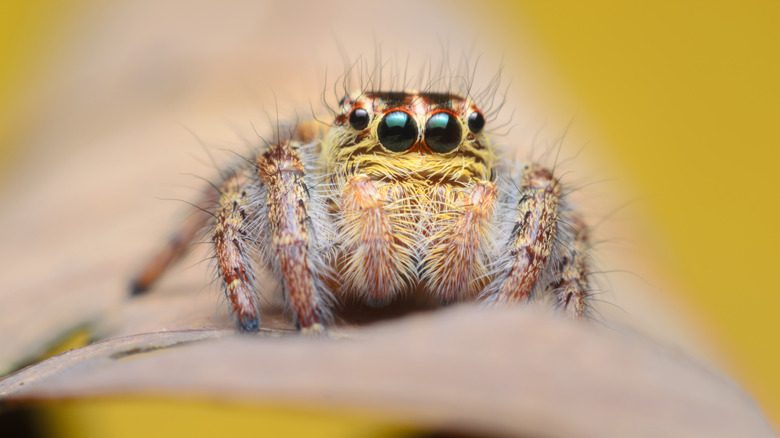 jumping spider