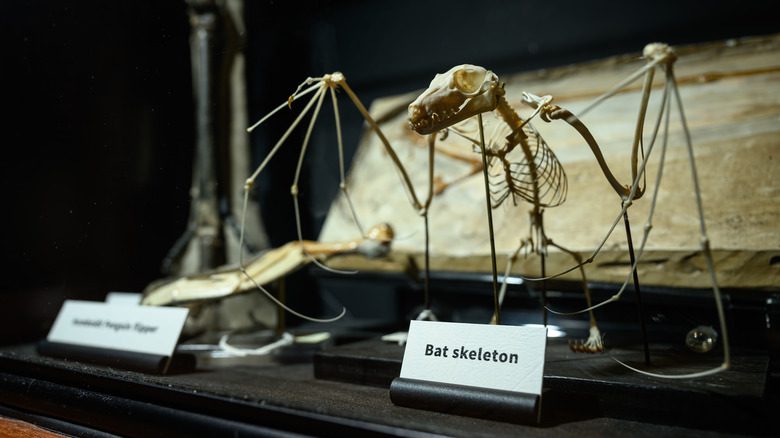 Squelette de chauve-souris exposé
