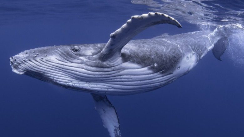 Baleine