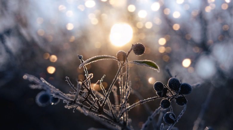 Plante gelée un matin d'hiver