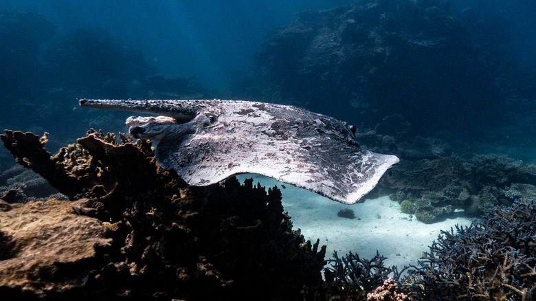 Raie nageant dans la mer