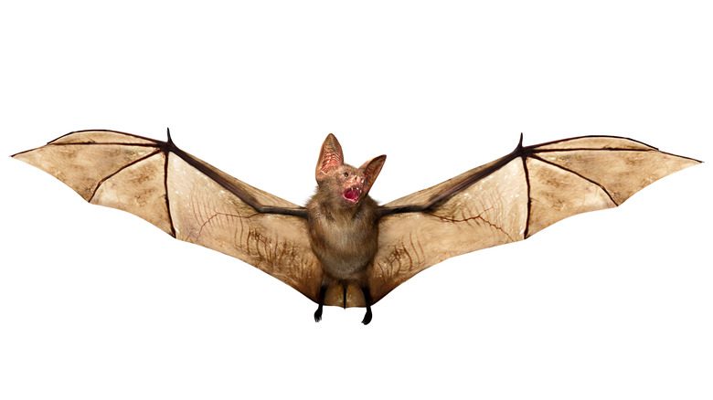 chauve-souris vampire