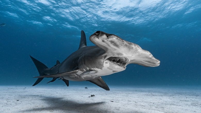 Requin marteau aux Bahamas