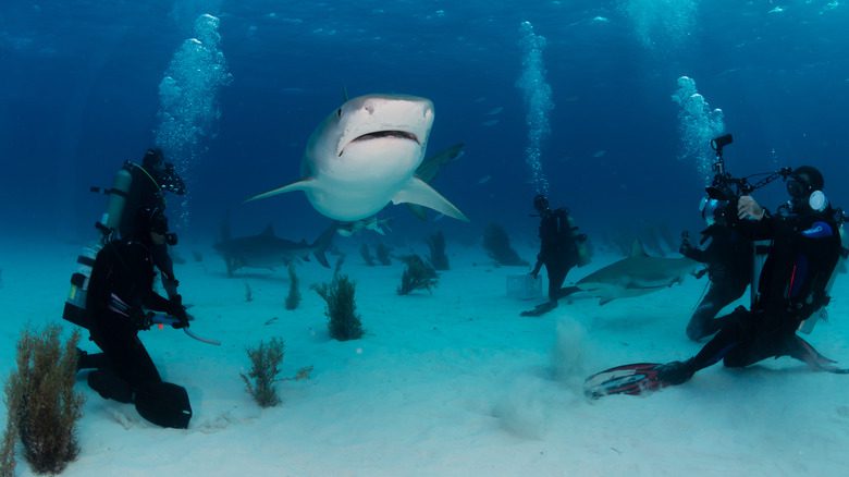 Touristes entourant des requins