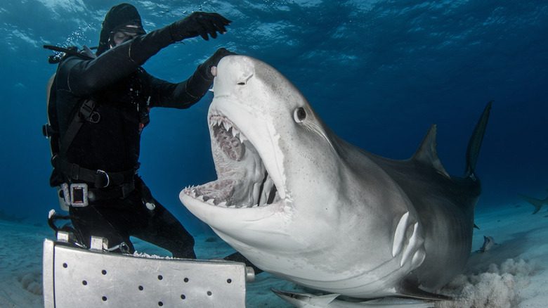 Homme nourrissant un requin tigre