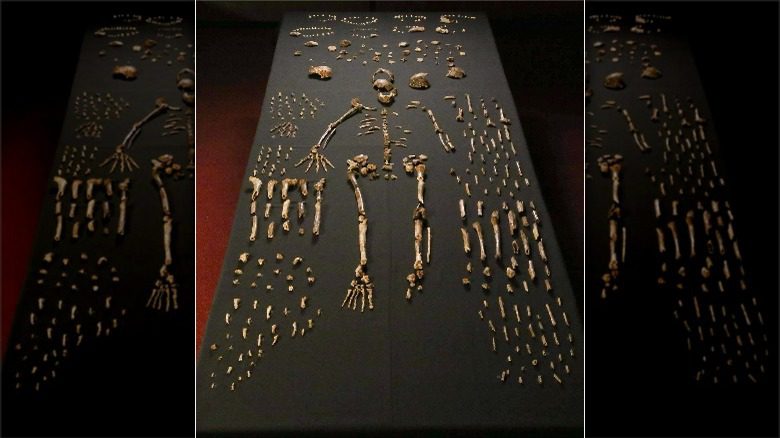 Squelettes fossiles d'Homo naledi