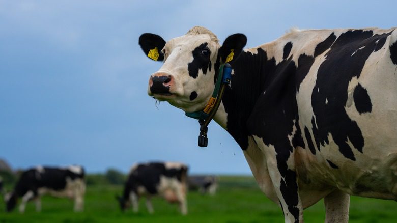 Des vaches paissent, l'une d'elles regarde l'objectif