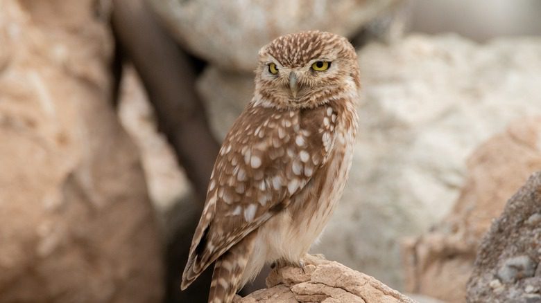 Chouette brune sur des rochers