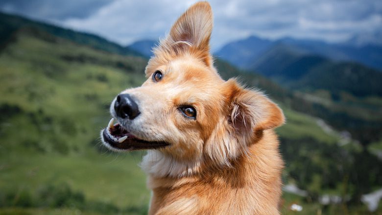 Chiens de petite taille