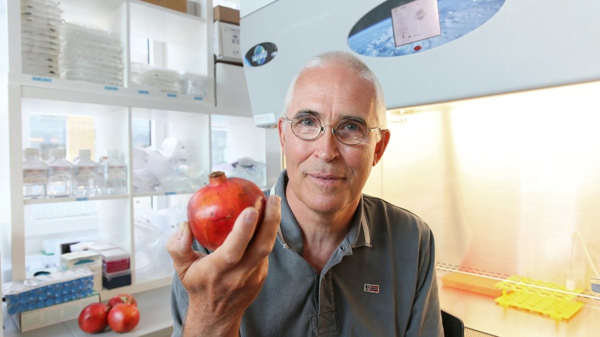 Discovery of Pomegranate 'Anti-Ageing' Effect basis for Biotech