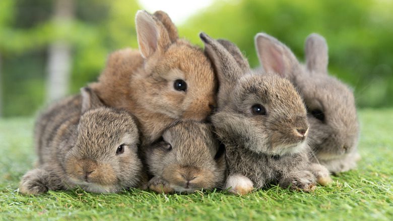 Rabbits cuddling