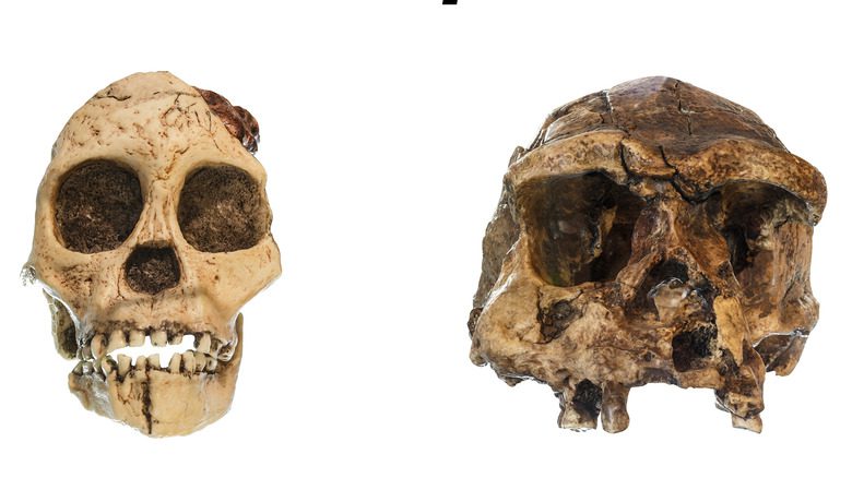 Crânes d'Australopithèque africanus et d'Homo erectus