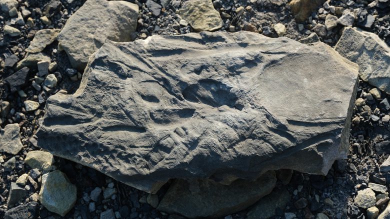 Fougère fossilisée, Norvège