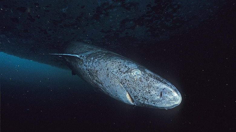 Requin du Groenland