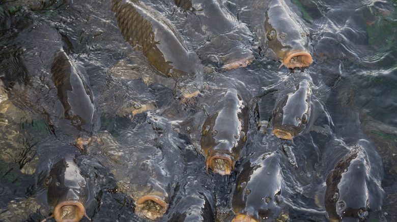 Un groupe de carpes réclamant de la nourriture