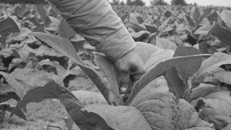 Agriculteur locataire noir et plante de tabac