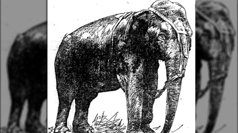 L&rsquo;Histoire Tragique de Topsy, l&rsquo;Éléphant Électrocuté
