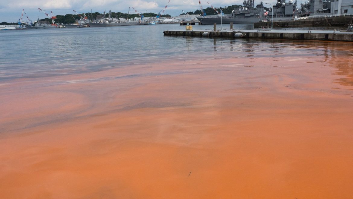 Les Marées Rouges : Causes et Impact sur l'Écosystème