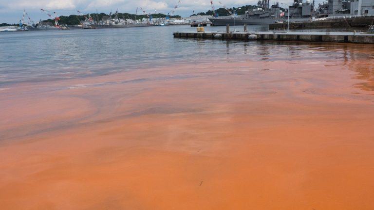 Les Marées Rouges : Causes et Impact sur l&rsquo;Écosystème