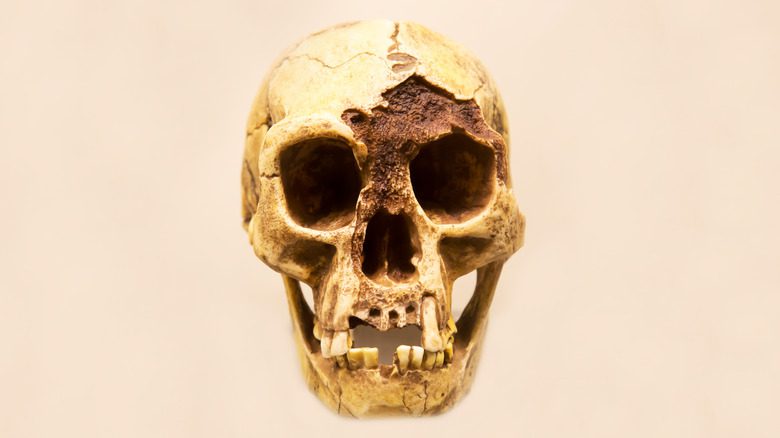 Crâne d'Homo floresiensis