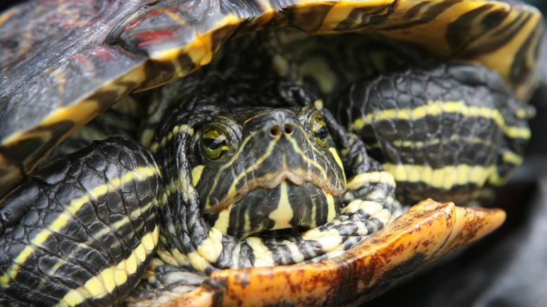 red-eared terrapin turtle