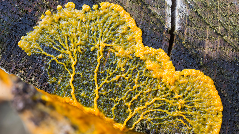 Moisissure visqueuse sur un tronc d'arbre