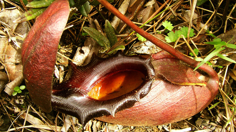 open pitcher plant trap