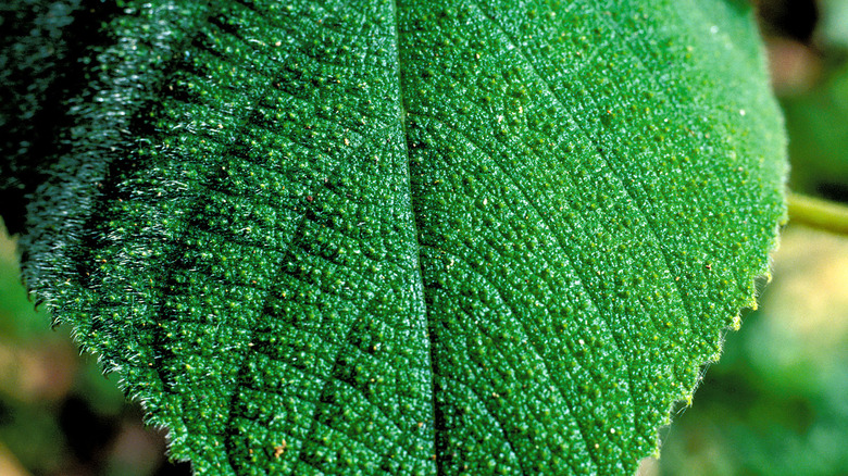 Feuille de l'arbre Gympie-Gympie d'Australie