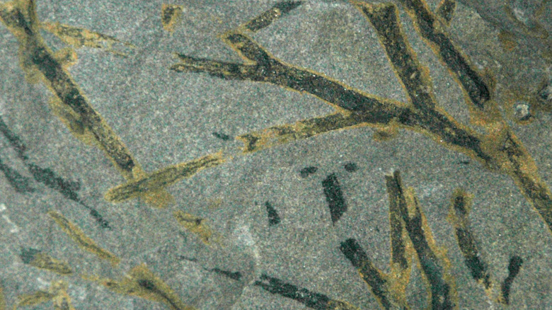 Fossilised aneurophyton stems