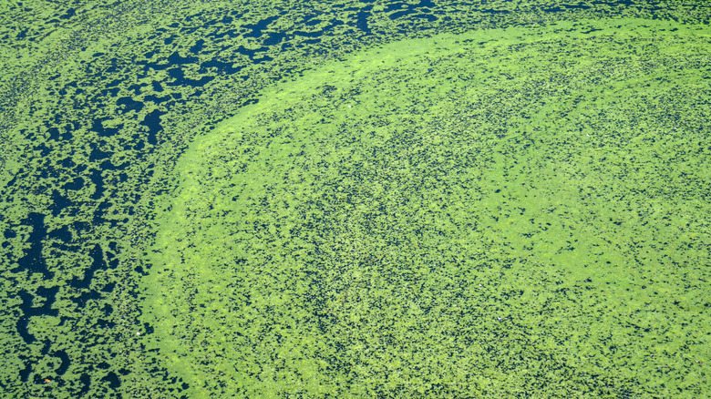 Algal bloom