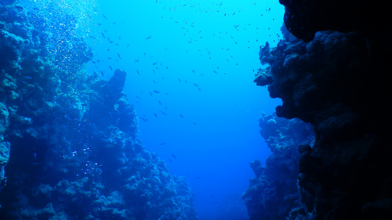 ocean undersea fish canyon