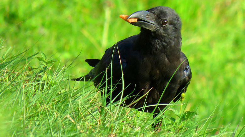 Un corbeau sur l'herbe avec de la nourriture