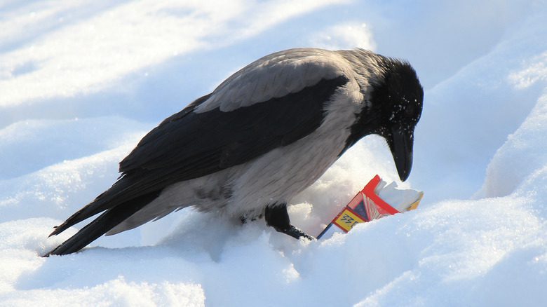 Corbeau avec un paquet de cigarettes